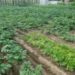 Dlaczego inteligentni ogrodnicy warzywni walczą z grządkami: sekret płodozmianu dlaczego-inteligentni-ogrodnicy-warzywni-walcza-z-grzadkami-sekret-plodozmianu.jpg