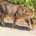 Dlaczego koty przynoszą martwe myszy: ukryte znaczenie prezentów od wąsatego łowcy dlaczego-koty-przynosza-martwe-myszy-ukryte-znaczenie-prezentow-od-wasatego.jpg