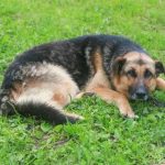 Dlaczego pies je trawę: nieoczekiwane powody dziwnego menu dlaczego-pies-je-trawe-nieoczekiwane-powody-dziwnego-menu.jpg