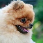 Dlaczego pies tarza się przed snem: starożytne rytuały zwierząt domowych dlaczego-pies-tarza-sie-przed-snem-starozytne-rytualy-zwierzat-domowych.jpg