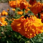 Dlaczego sprytni ogrodnicy warzywni sadzą aksamitki obok pomidorów: sekret obrony kwiatów dlaczego-sprytni-ogrodnicy-warzywni-sadza-aksamitki-obok-pomidorow-sekret-obrony.jpg