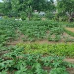 Dlaczego warto podlewać ogród warzywny po zachodzie słońca zamiast rano: ponowna ocena znanego rytuału dlaczego-warto-podlewac-ogrod-warzywny-po-zachodzie-slonca-zamiast-rano.jpg