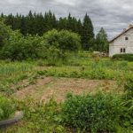 Dlaczego zwykły obornik staje się ogrodową katastrofą: niewidzialne zagrożenie dla grządek dlaczego-zwykly-obornik-staje-sie-ogrodowa-katastrofa-niewidzialne-zagrozenie-dla.jpg