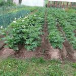 Jak prawidłowo przygotować łóżka na zimę: sekrety, o których milczą sąsiedzi jak-prawidlowo-przygotowac-lozka-na-zime-sekrety-o-ktorych-milcza.jpg