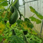 Jak zwiększyć plony ogórków bez chemii: zapomniana sztuczka z serwatką mleczną jak-zwiekszyc-plony-ogorkow-bez-chemii-zapomniana-sztuczka-z-serwatka.jpg